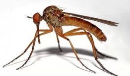 娱乐吃瓜酱蚊子,揭秘蚊子背后的娱乐圈秘密